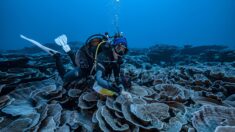 Descubren en Tahití uno de los arrecifes de coral más extensos del mundo