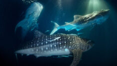Buceador capta impresionante momento en que 20 tiburones se alimentan de plancton junto a su barco