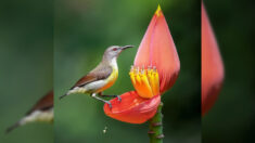Fotógrafo toma impresionantes imágenes de un pájaro de sol cazando el néctar de la flor del plátano