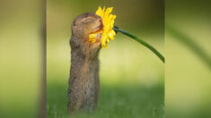 Fotógrafo capta a adorables ardillas olfateando delicadamente las flores en paisajes de fantasía