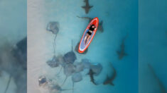 Fotógrafo capta a una mujer flotando sobre rayas y tiburones en hermosa playa de las Maldivas