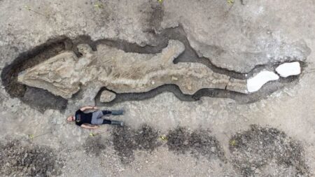 Descubren enorme fósil de dragón de mar de 180 millones de años y 10 metros de longitud