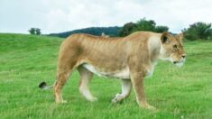 Increíble escena de una leona caminando junto a cría de ñu, ¡ganó el instinto materno!