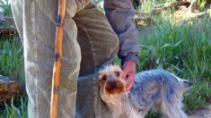 Abuelito colombiano fallece al salvar a su fiel perrito que lo acompañaba en las noches más frías
