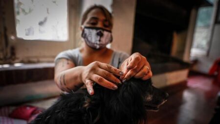 Perritos de carácter agresivo son rehabilitados en Argentina con terapias alternativas