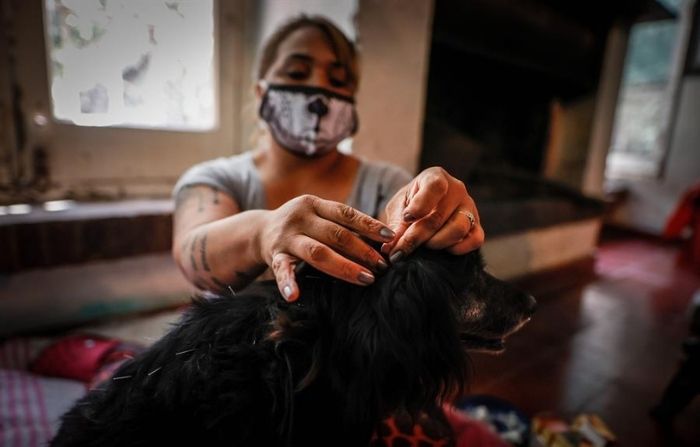 Perritos de carácter agresivo son rehabilitados en Argentina con terapias alternativas