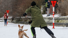 Perrito a punto de ser sacrificado es adoptado y se convierte en el primer can patinador del mundo