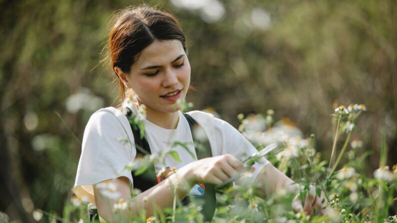 La manzanilla es una hierba fácil de cultivar con muchos beneficios para la salud. (Pexels)