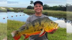 Pescador supera récord estatal de pesca del pavón mariposa, tan solo ¡30 años después!