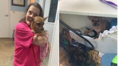 Lágrimas de emoción tras el rescate de una perrita chihuahua atrapada en los escombros de Kentucky