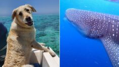 ¡Adorable encuentro!: Labrador le da un tierno “beso” a un enorme tiburón ballena