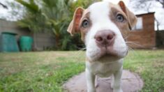 Perrito pitbull rechazado por 3 familias es adoptado después de 216 días en un refugio