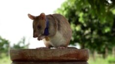 Muere la rata “buscaminas” más famosa de Camboya a los 8 años