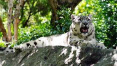 Leopardo de las nieves muere en zoológico de Illinois tras contraer COVID-19