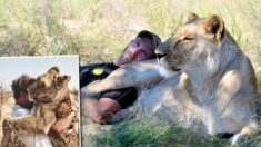 Hombre recibe tiernos abrazos de leona adulta que salvó hace 9 años cuando los papás la abandonaron