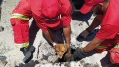 Bomberos rompen 12 cm de concreto para salvar a un perrito callejero atrapado en una alcantarilla