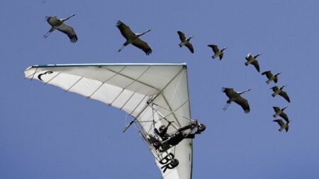 Conozca al «hombre pájaro» y cómo guía aves en nuevas rutas migratorias
