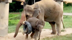Curiosa reacción de mamá elefante tras ayudar a liberar a su bebé de un juguete neumático