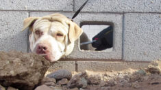 Rescatan y devuelven a su dueño a perrito que apareció con la cabeza atascada en muro de cemento