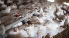 Más de 180,000 aves sacrificadas en Ecuador para frenar brote de gripe aviar