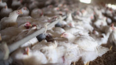 Detectan en Delaware y Florida gripe aviar altamente patógena