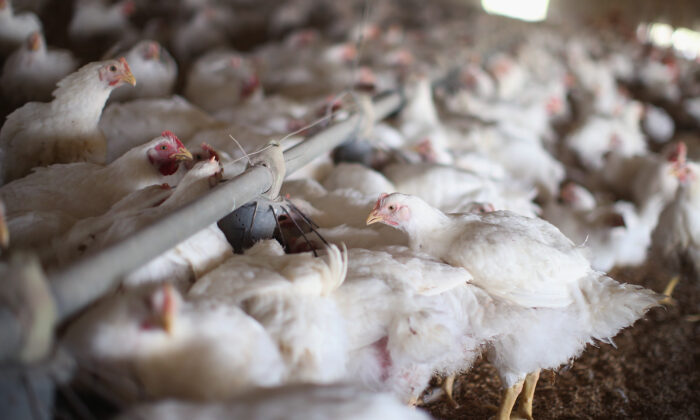 In 2019, over 40 percent of foodborne salmonella infections were caused by chicken, pork, beef, or turkey.. (Scott Olson/Getty Images)