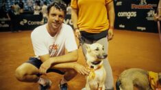 Perritos sin hogar actuarán de recogepelotas en el abierto de tenis de Brasil