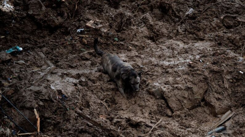 Un perro se queda atascado en el barro tras un alud en Petrópolis, Brasil, el 16 de febrero de 2022. (CARL DE SOUZA/AFP vía Getty Images)