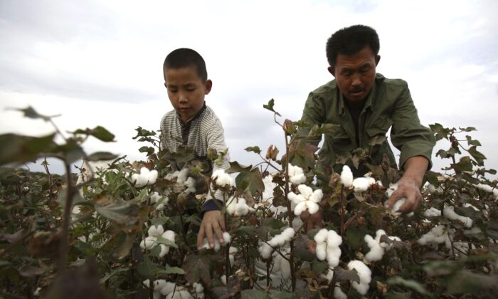 Un agricultor y su hijo recogen algodón en un campo de algodón en Shihezi de Xinjiang, China, el 22 de septiembre de 2007. (China Photos/Getty Images)