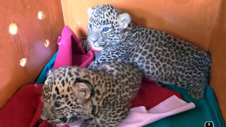 Rescatan 2 cachorros de leopardo perdidos en un cañaveral y los reúnen con su madre