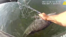 «¡Te tengo, amigo!»: Agente de Patrulla Marina salva a pequeño delfín atrapado en red de pesca