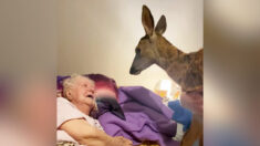 ¡Momento mágico!: mujer sorprende a su mamá moribunda, aficionada a Bambi, con un pequeño ciervo