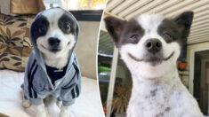 Adorable perro con sonrisa permanente es una en estrella en Instagram: «Para él todo es celebración»