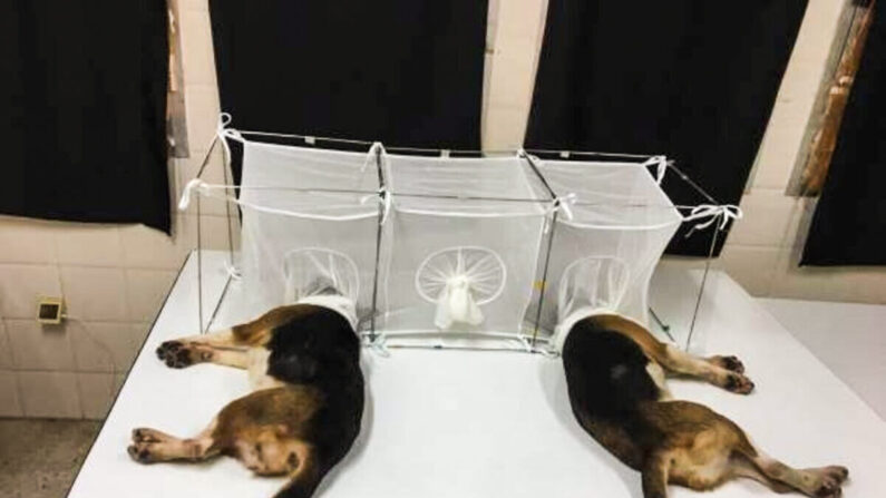 Beagles con sus cabezas dentro de jaulas de malla donde las pulgas de arena se los comen, en un experimento realizado en Túnez y financiado por el Instituto Nacional de Alergias y Enfermedades Infecciosas. (Dominio publico)