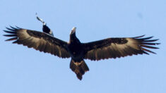 Fotógrafo capta espectacular escena de una urraca «viajando» sobre un águila