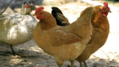 Detectan gripe aviar en múltiples localidades de Estados Unidos
