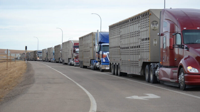 Vehículos estacionados en Coutts, en el sur de Alberta (Canadá), como parte de un convoy de protesta que bloquea la frontera entre Canadá y Estados Unidos para exigir la eliminación de los mandatos por el COVID-19, el 10 de febrero de 2022. (Michael Wing/The Epoch Times)