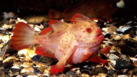 Captan raro pez de mano rosa «caminante» en profundidades marinas de la costa de Tasmania