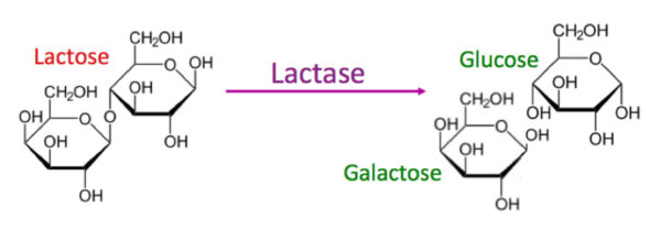 (La enzima lactasa descompone el azúcar lactosa en dos azúcares más pequeños que pueden ser absorbidos en el intestino delgado. http://www.evo-ed.com, CC BY-NC)