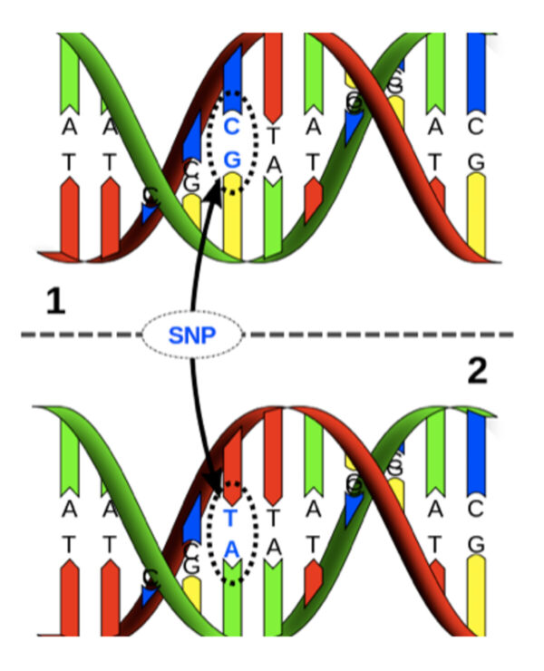 (Este SNP, situado a 13910 pares de bases delante del gen de la lactasa, tiene el par de bases de ADN C:G sustituido por un T:A. El cambio aparentemente impide que el ADN se metabolice en este sitio, y así el gen de la lactasa se mantiene activo. http://www.evo-ed.com, CC BY-NC)