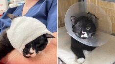 Rescatan a gato abandonado en la carretera con 2 patas rotas y un ojo “destrozado”: ¡Es un luchador!