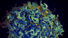 Descubren variante del VIH altamente infecciosa y más dañina en los Países Bajos