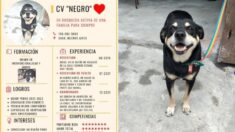 «Graduado en incondicionalidad y mimos», perrito argentino con CV es adoptado tras fallecer dueño