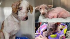 Más de 100 perritos rescatados en condiciones de abuso y negligencia esperan ser adoptados