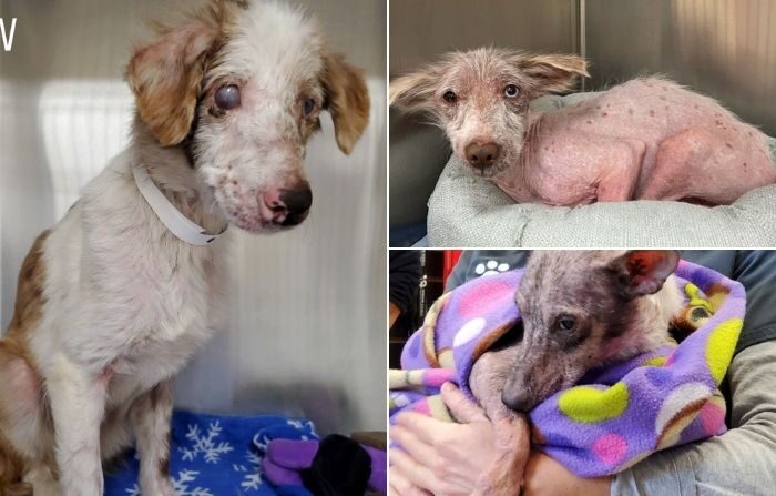 Tres de los perros rescatados en Nauvoo. (Cortesía de Greater Birmingham Humane Society)