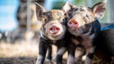 ¿Por qué los cerdos no enferman por el coronavirus?