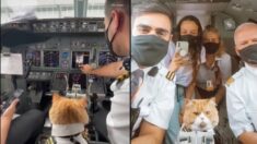 Gatito se viste de piloto y acompaña a la tripulación de un avión: ¡Es encantador!