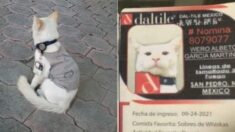Empresa mexicana adopta a gatito y lo “contrata” como guardia de seguridad, ¡con gafete y uniforme!