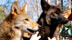 Coyote perdido y vagando en un vecindario recibe ayuda de Santuario Silvestre