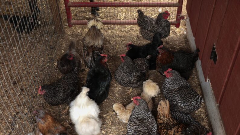 Los pollos se refugian de una tormenta en la granja Nu Sunrise en Griffin, Georgia, el 15 de marzo de 2022. (Anna Moneymaker/Getty Images)